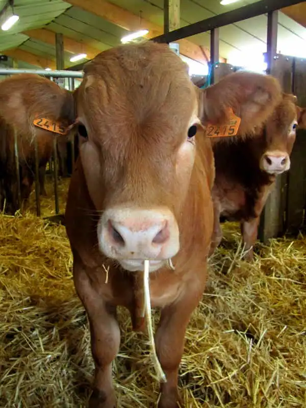veau limousin vache